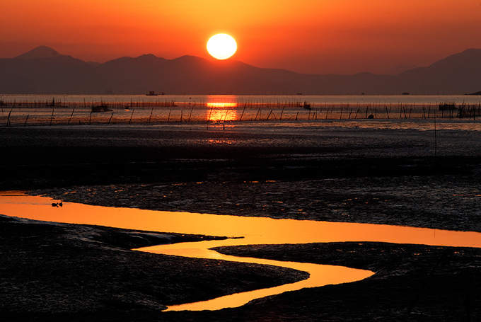 Cánh đồng lau sậy Hàn QUốc